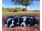 Miniature Australian Shepherd PUPPY FOR SALE ADN-829862 - ACA Registered