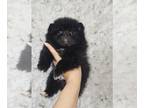 Pomeranian PUPPY FOR SALE ADN-829903 - Pomeranian