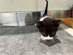 V-10, Domestic Shorthair For Adoption In Pomona, California