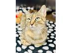 Rizza, Domestic Shorthair For Adoption In Jackson, New Jersey