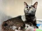 Munchkin, Domestic Shorthair For Adoption In Jackson, New Jersey