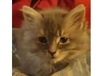 Sissy, Domestic Mediumhair For Adoption In West Warwick, Rhode Island