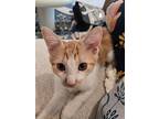 Butterscotch, American Shorthair For Adoption In North Hollywood, California