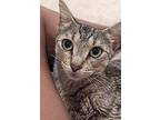 Thea, Domestic Shorthair For Adoption In Chicago, Illinois