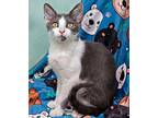 Paddington, Domestic Shorthair For Adoption In Tierra Verde, Florida