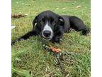 Apollo, Labrador Retriever For Adoption In Johnston, Rhode Island