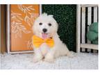 Maltipoo Puppy for sale in Springfield, MO, USA