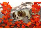 Cavalier King Charles Spaniel Puppy for sale in Joplin, MO, USA