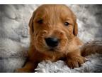 Golden Retriever Puppy for sale in Tulsa, OK, USA