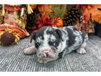 French Bulldog Puppy for sale in Fort Wayne, IN, USA