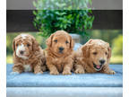 Goldendoodle (Miniature) PUPPY FOR SALE ADN-830060 - Gorgeous Litter of Mini