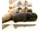 Pug PUPPY FOR SALE ADN-830279 - Fawn and Black Pug Puppies