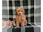 Poodle (Miniature) PUPPY FOR SALE ADN-830188 - ACA Registered Mini Poodle Puppy