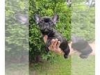 French Bulldog PUPPY FOR SALE ADN-830112 - MICRO MINI FRENCHIE BABY