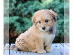 Bernedoodle (Miniature) PUPPY FOR SALE ADN-830099 - Mini Bernedoodle