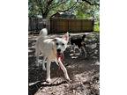 Kahlua Candy The Goofy Happy Dog, Labrador Retriever For Adoption In Provo, Utah