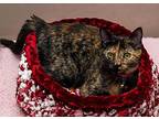 Tria/paris, Domestic Shorthair For Adoption In Mira Loma, California