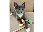 Connor, Domestic Shorthair For Adoption In Seville, Ohio