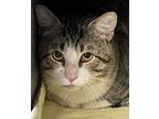 Tomkins Orchard, Domestic Shorthair For Adoption In Mount Laurel, New Jersey