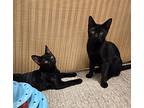 Dragon, Domestic Shorthair For Adoption In Oceanside, California