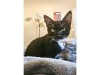 Sylvester Bonded With Ivan, Domestic Shorthair For Adoption In Phoenix, Arizona