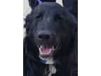 Petey (local) Ky, Flat-coated Retriever For Adoption In Langley