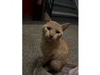 Make Me Yours, Domestic Shorthair For Adoption In New York, New York