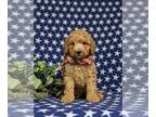 Poodle (Miniature) PUPPY FOR SALE ADN-830559 - Super Cute Mini Poodle Puppy