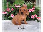 Dachshund PUPPY FOR SALE ADN-830415 - Sweets