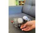 Olivers African grey parrots for rehoming