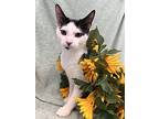 Finn The Human, Domestic Shorthair For Adoption In Bear, Delaware