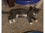 A Silly Willy 4147, Domestic Shorthair For Adoption In Dallas, Texas