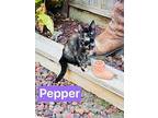 Pepper, Domestic Shorthair For Adoption In Manteca, California