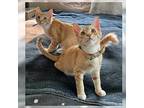 Skinny, Domestic Shorthair For Adoption In Orange, California