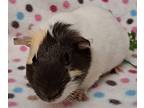 Alfredo, Guinea Pig For Adoption In Gary, Indiana