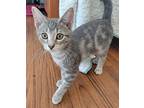 Apple, Domestic Shorthair For Adoption In Louisa, Virginia