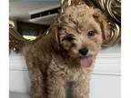 ShihPoo PUPPY FOR SALE ADN-830850 - Rare beautiful Shihpoo puppies