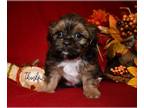 Shih Tzu PUPPY FOR SALE ADN-830776 - Boo