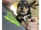 Dachshund PUPPY FOR SALE ADN-830730 - Black and tan long haired girl 1