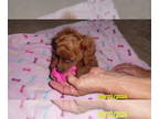 Poodle (Toy) PUPPY FOR SALE ADN-830848 - Poodle Puppy Male Red Purebred