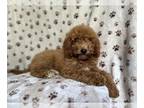 Cavapoo PUPPY FOR SALE ADN-830802 - Biscuit