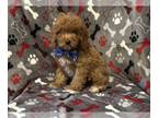 Cavapoo PUPPY FOR SALE ADN-830801 - Arrow