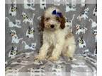 Cavapoo PUPPY FOR SALE ADN-830799 - Mo