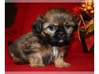 Shih Tzu PUPPY FOR SALE ADN-830782 - Peanut