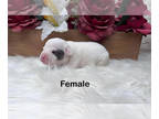 American Bully PUPPY FOR SALE ADN-830712 - Grand champion bloodlines