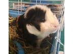 Cocoachris, Guinea Pig For Adoption In Salisbury, Massachusetts