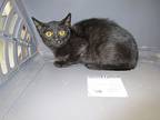 Tell, Domestic Shorthair For Adoption In Nicholasville, Kentucky