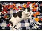 Rory, Domestic Shorthair For Adoption In Sykesville, Maryland