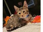 Coffee, Domestic Shorthair For Adoption In Sykesville, Maryland