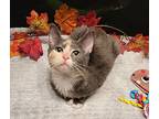 Biscotti, Domestic Shorthair For Adoption In Sykesville, Maryland